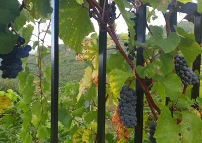 Un p'tit coin d'Ardèche, gîte écologique pour 4 personnes : la vigne